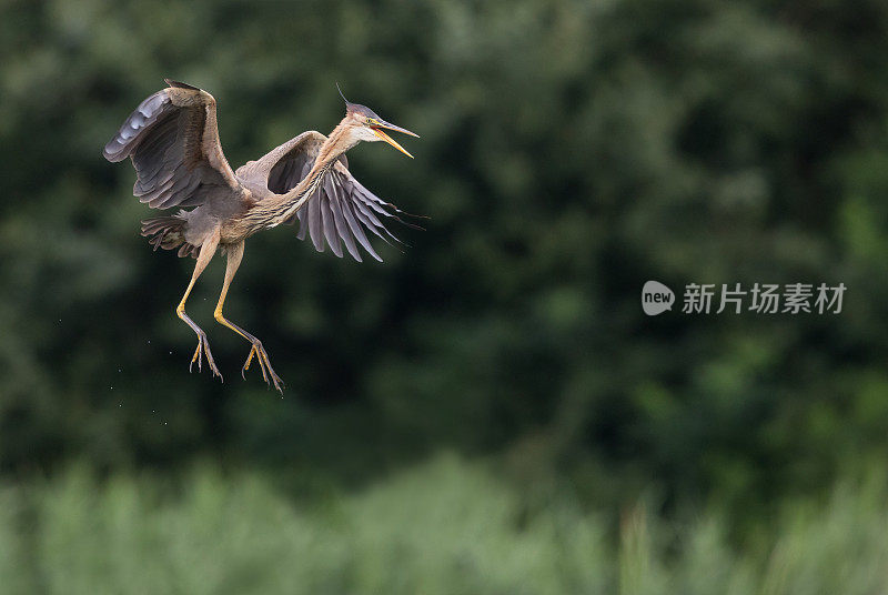 落地紫鹭(Ardea purpurea)